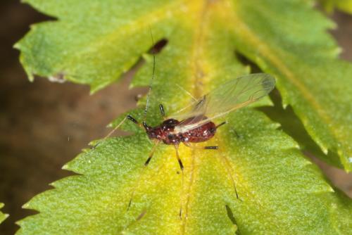 Uroleucon tanaceti
